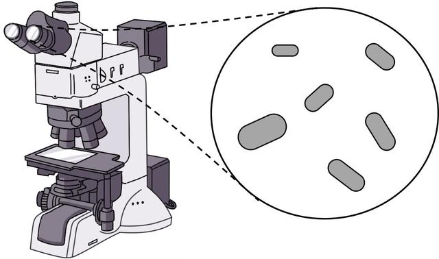 揭秘“细菌大小是怎么决定的？”我国科学家揭示合成生物建构原理